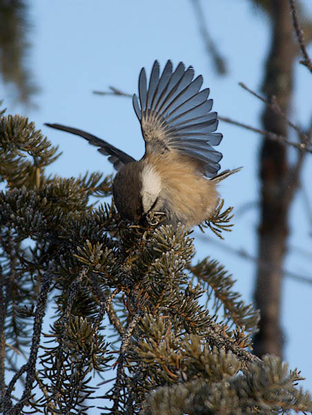 Lapintiainen, Grey-headed Chickadee, Poecile cinctus